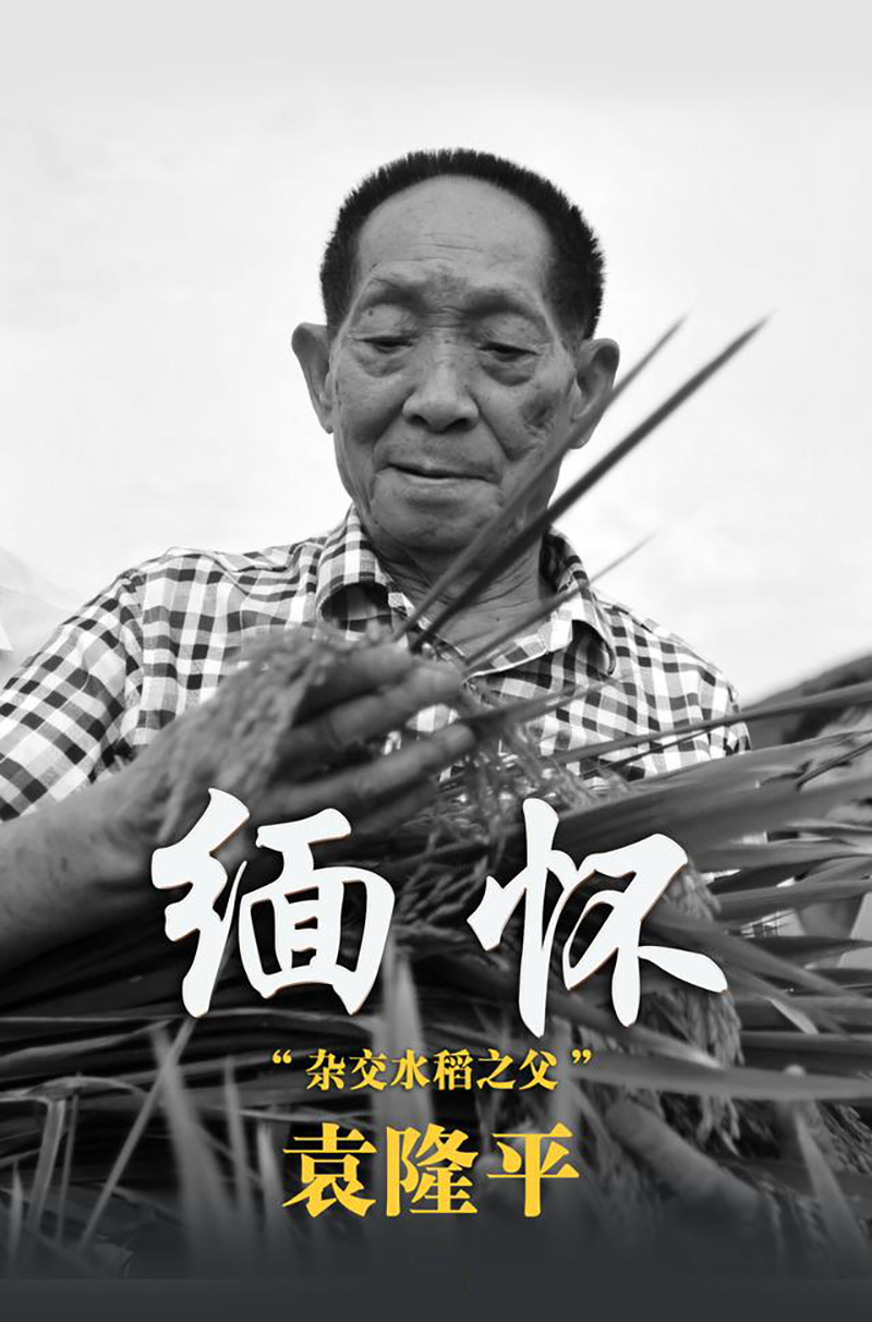 先生千古，国士无双|诺丰导热硅胶缅怀、致敬，永远的“杂交水稻之父”袁隆平