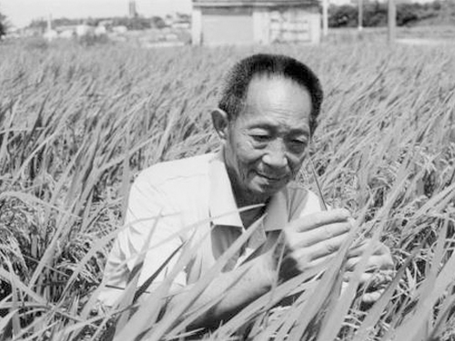 先生千古，国士无双|缅怀、致敬，永远的“杂交水稻之父”袁隆平